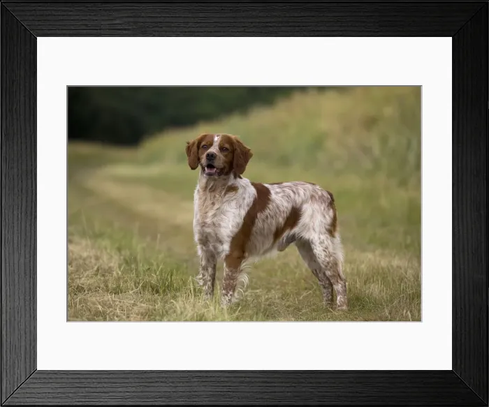 Framed Print : Picture No. 11770514 Framed Print : Picture No. 11770514