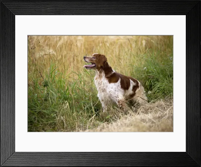 Framed Print : Picture No. 11770515 Framed Print : Picture No. 11770515