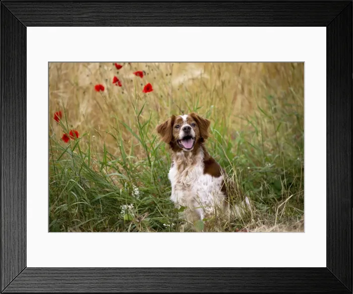 Framed Print : Picture No. 11770516 Framed Print : Picture No. 11770516