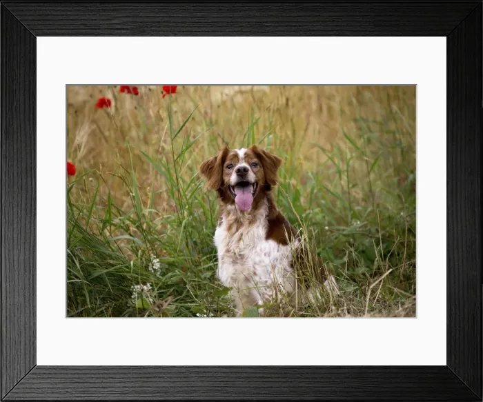 Framed Print : Picture No. 11770517 Framed Print : Picture No. 11770517