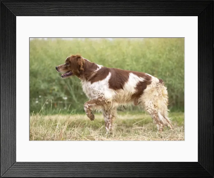 Framed Print : Picture No. 11770518 Framed Print : Picture No. 11770518