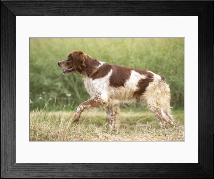 Framed Print : Picture No. 11770519 Framed Print : Picture No. 11770519