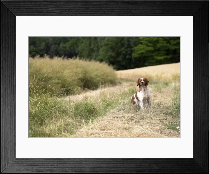 Framed Print : Picture No. 11770520 Framed Print : Picture No. 11770520