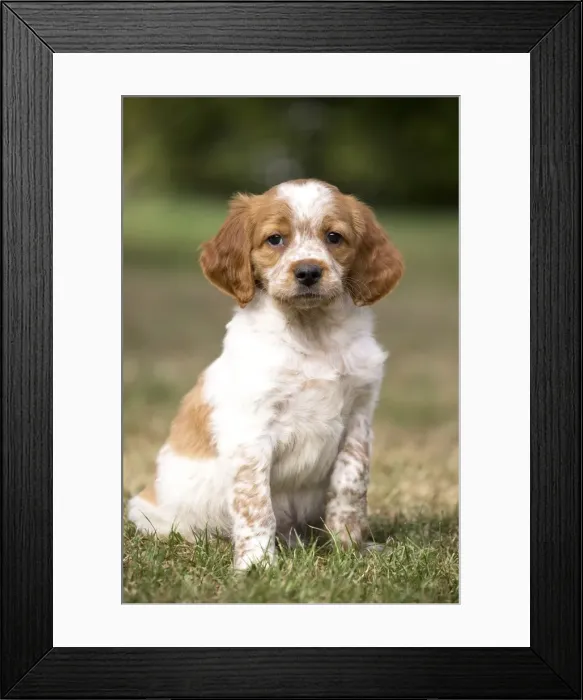 Framed Print : Picture No. 11770521 Framed Print : Picture No. 11770521