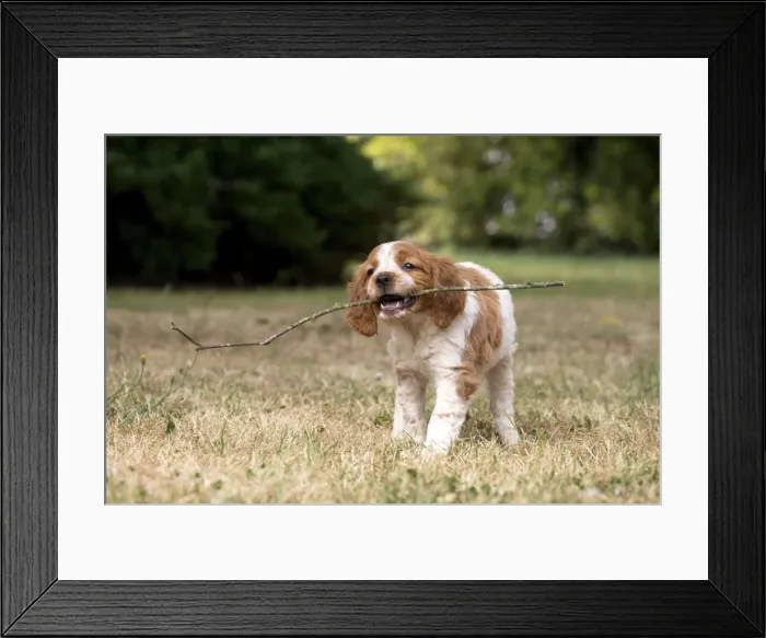 Framed Print : Picture No. 11770522 Framed Print : Picture No. 11770522