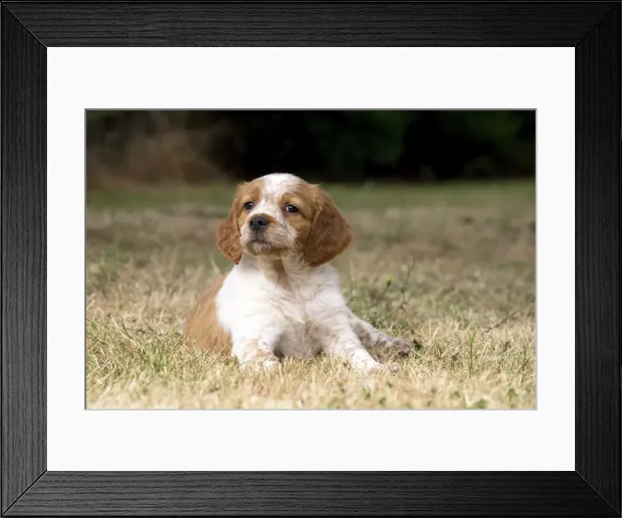 Framed Print : Picture No. 11770523 Framed Print : Picture No. 11770523