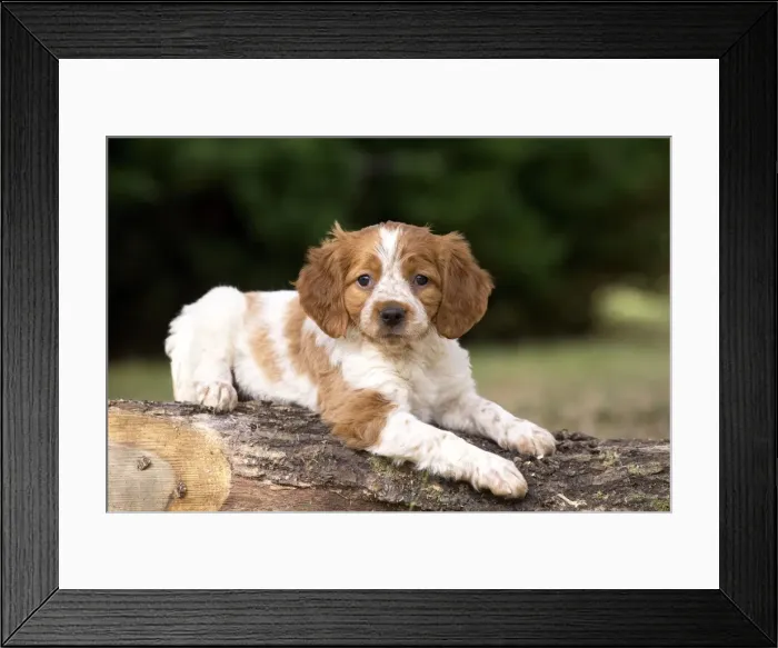 Framed Print : Picture No. 11770525 Framed Print : Picture No. 11770525