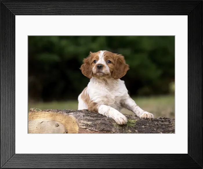Framed Print : Picture No. 11770526 Framed Print : Picture No. 11770526