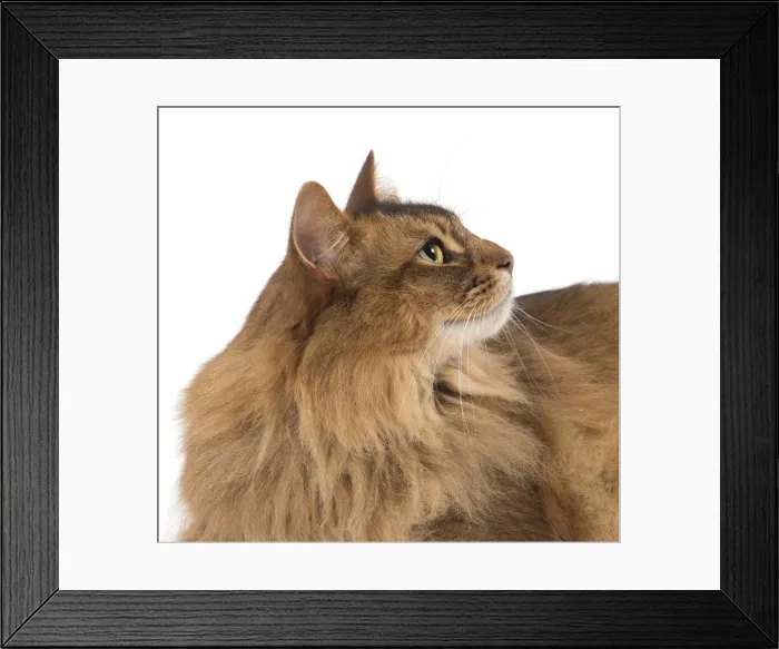 Framed Print : Picture No. 11770528 Framed Print : Picture No. 11770528