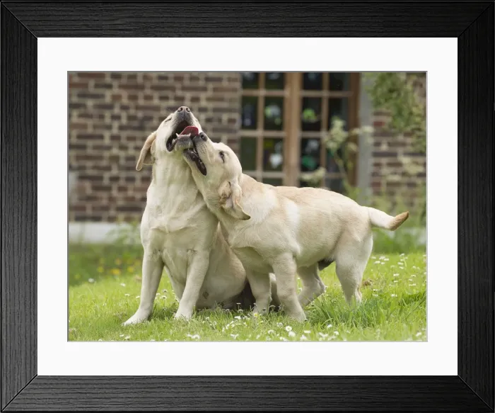 Framed Print : Picture No. 11770529 Framed Print : Picture No. 11770529