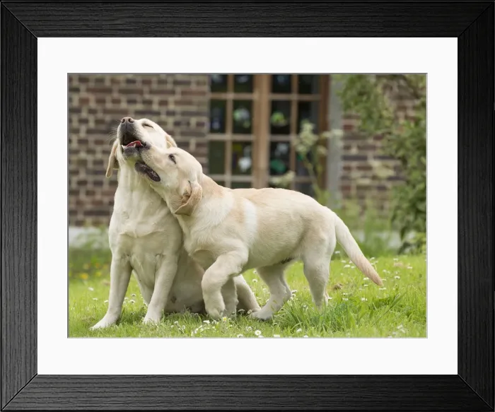 Framed Print : Picture No. 11770530 Framed Print : Picture No. 11770530