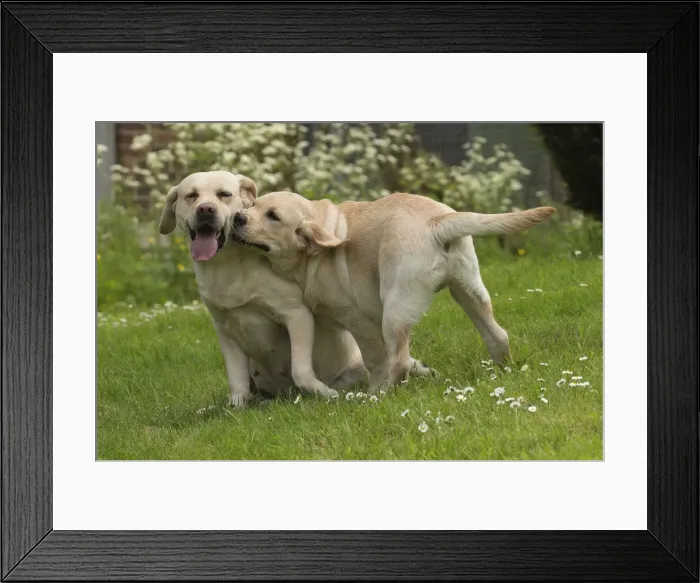 Framed Print : Picture No. 11770531 Framed Print : Picture No. 11770531