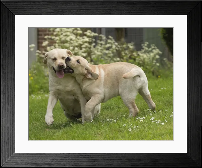 Framed Print : Picture No. 11770532 Framed Print : Picture No. 11770532