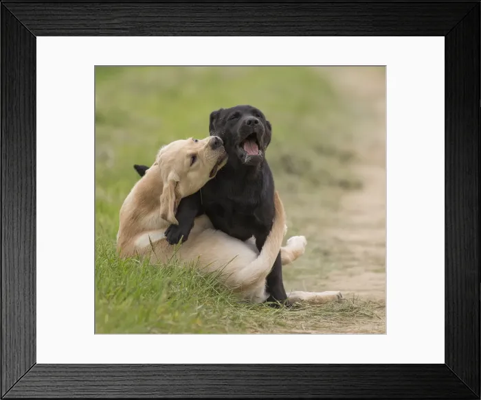 Framed Print : Picture No. 11770536 Framed Print : Picture No. 11770536
