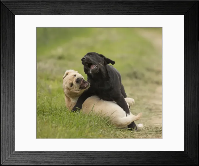 Framed Print : Picture No. 11770538 Framed Print : Picture No. 11770538