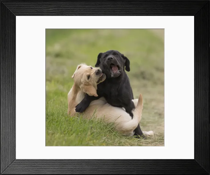 Framed Print : Picture No. 11770537 Framed Print : Picture No. 11770537