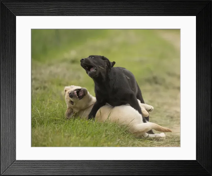 Framed Print : Picture No. 11770539 Framed Print : Picture No. 11770539