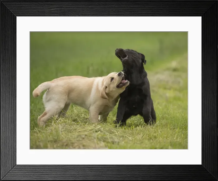 Framed Print : Picture No. 11770541 Framed Print : Picture No. 11770541