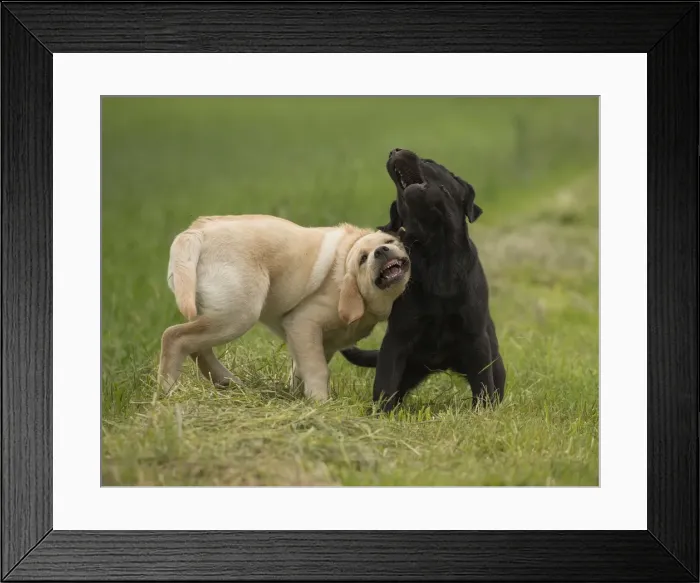 Framed Print : Picture No. 11770540 Framed Print : Picture No. 11770540