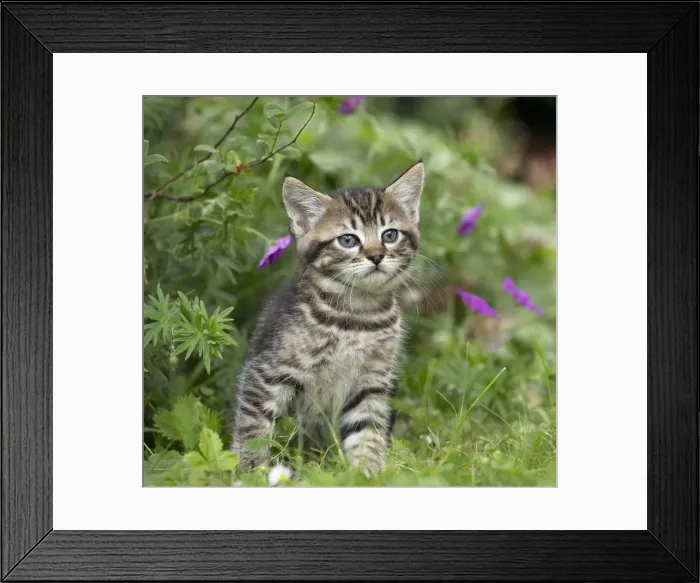 Framed Print : Picture No. 11770542 Framed Print : Picture No. 11770542