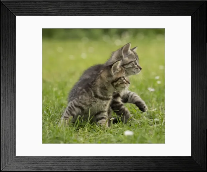 Framed Print : Picture No. 11770544 Framed Print : Picture No. 11770544