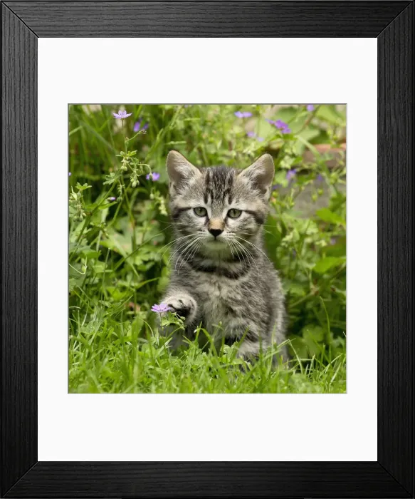 Framed Print : Picture No. 11770545 Framed Print : Picture No. 11770545