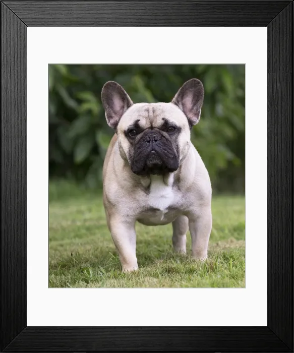 Framed Print : Picture No. 11770546 Framed Print : Picture No. 11770546