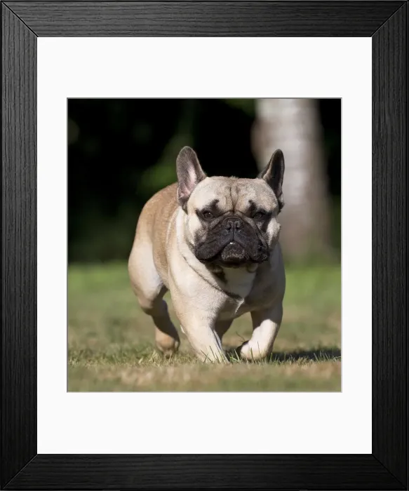 Framed Print : Picture No. 11770548 Framed Print : Picture No. 11770548