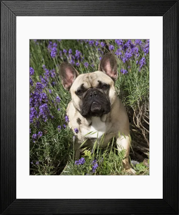 Framed Print : Picture No. 11770551 Framed Print : Picture No. 11770551