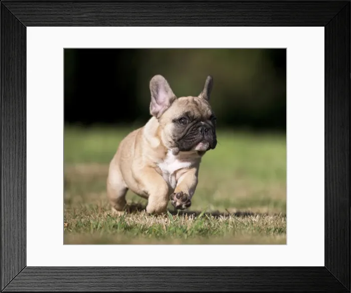 Framed Print : Picture No. 11770559 Framed Print : Picture No. 11770559