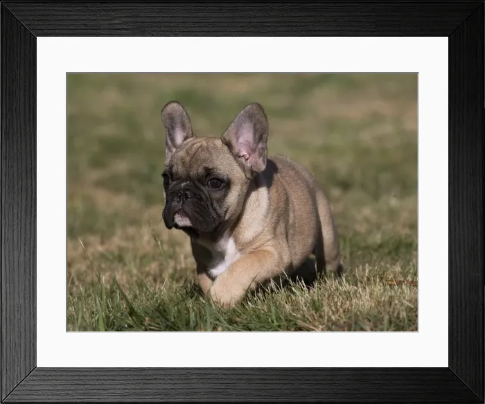 Framed Print : Picture No. 11770561 Framed Print : Picture No. 11770561
