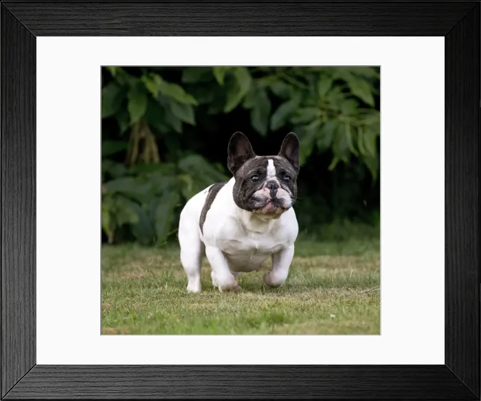 Framed Print : Picture No. 11770562 Framed Print : Picture No. 11770562