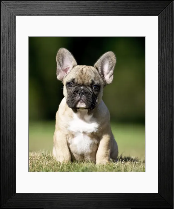 Framed Print : Picture No. 11770567 Framed Print : Picture No. 11770567
