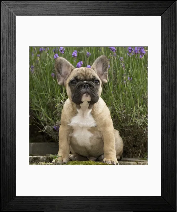 Framed Print : Picture No. 11770568 Framed Print : Picture No. 11770568