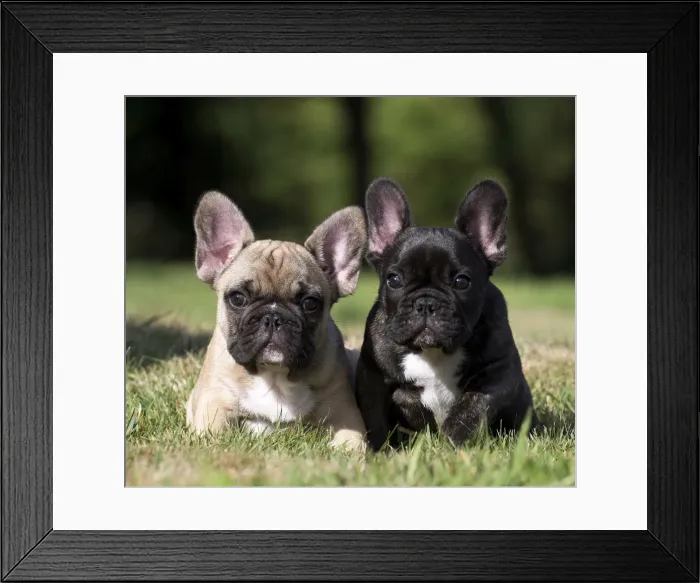 Framed Print : Picture No. 11770569 Framed Print : Picture No. 11770569