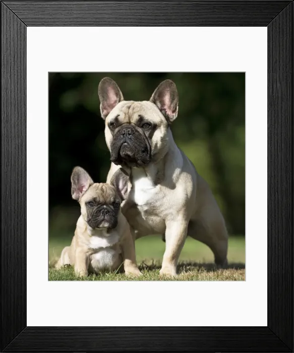 Framed Print : Picture No. 11770571 Framed Print : Picture No. 11770571
