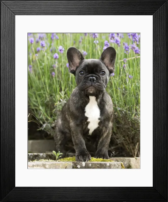 Framed Print : Picture No. 11770572 Framed Print : Picture No. 11770572
