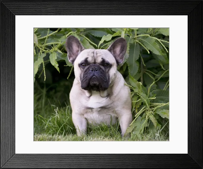 Framed Print : Picture No. 11770573 Framed Print : Picture No. 11770573