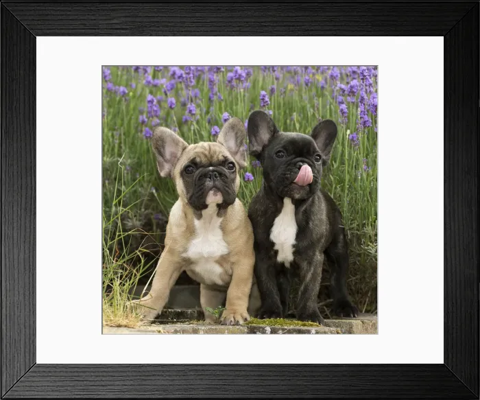 Framed Print : Picture No. 11770574 Framed Print : Picture No. 11770574
