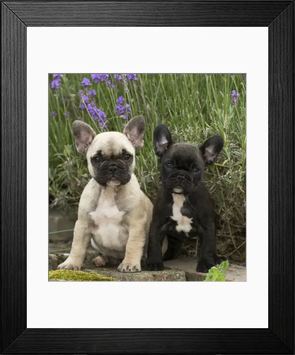 Framed Print : Picture No. 11770575 Framed Print : Picture No. 11770575