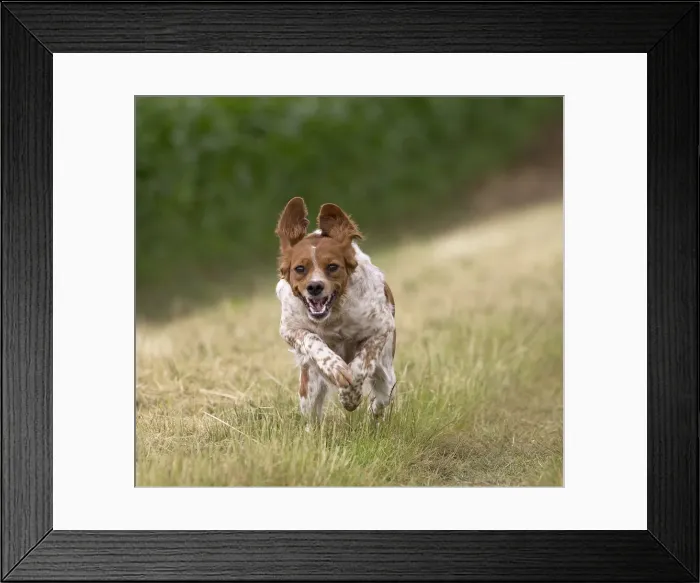 Framed Print : Picture No. 11770577 Framed Print : Picture No. 11770577