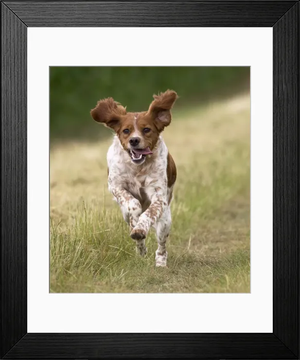 Framed Print : Picture No. 11770579 Framed Print : Picture No. 11770579