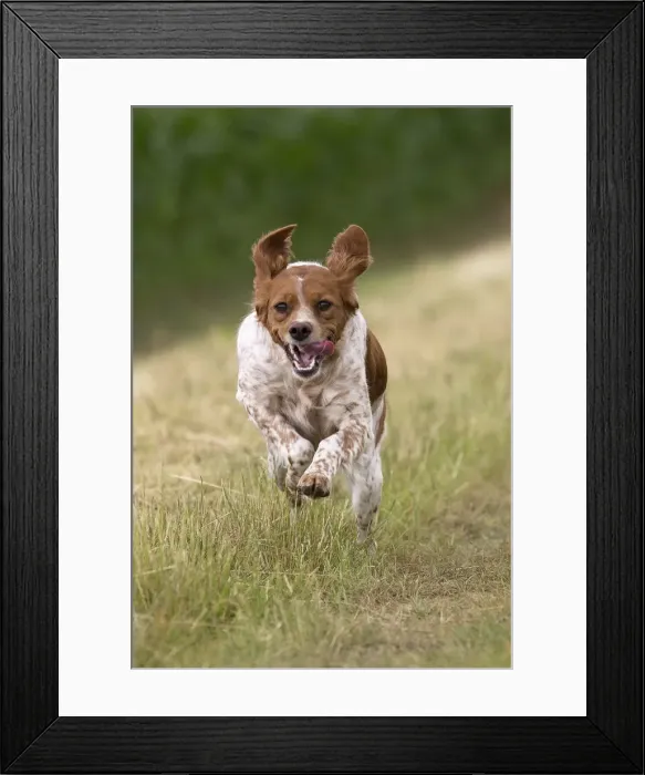 Framed Print : Picture No. 11770578 Framed Print : Picture No. 11770578