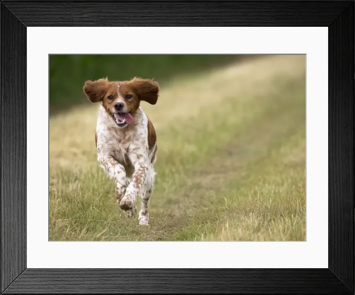 Framed Print : Picture No. 11770580 Framed Print : Picture No. 11770580