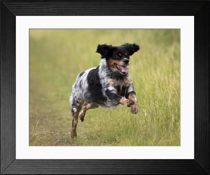 Framed Print : Picture No. 11770581 Framed Print : Picture No. 11770581