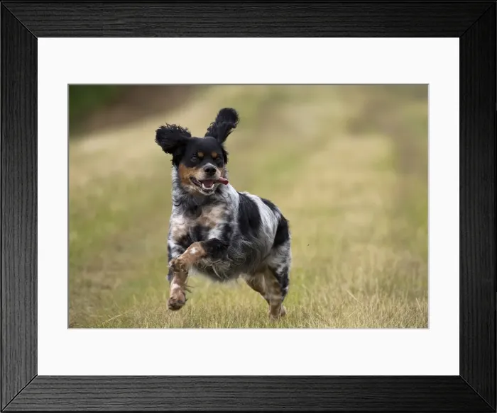 Framed Print : Picture No. 11770582 Framed Print : Picture No. 11770582