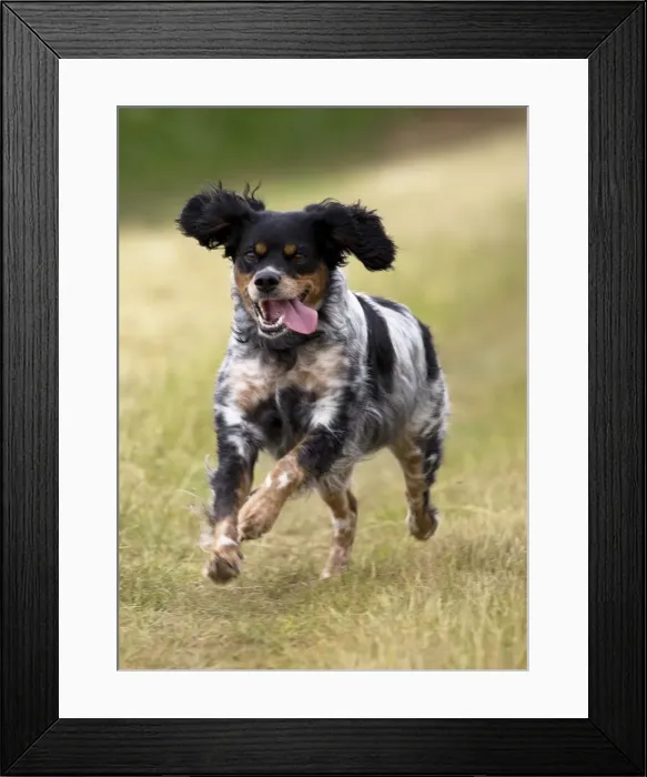 Framed Print : Picture No. 11770583 Framed Print : Picture No. 11770583