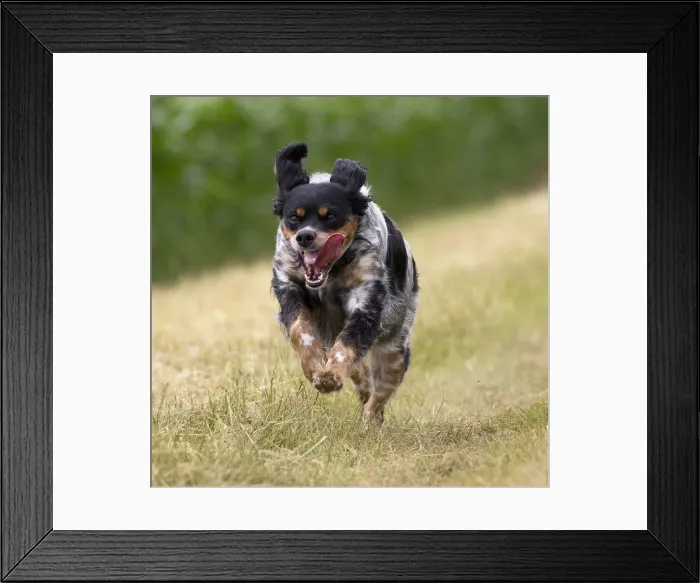 Framed Print : Picture No. 11770584 Framed Print : Picture No. 11770584