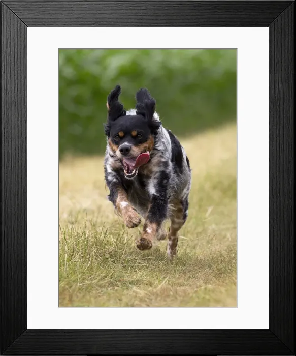 Framed Print : Picture No. 11770585 Framed Print : Picture No. 11770585