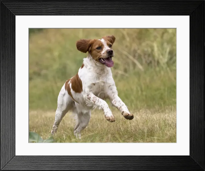 Framed Print : Picture No. 11770587 Framed Print : Picture No. 11770587